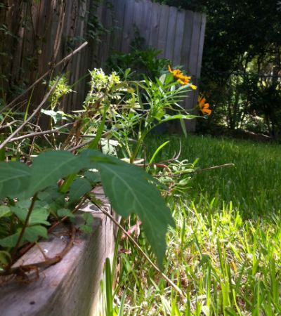 Poison ivy and flower