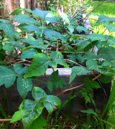 What happens when you don't pull weeds - Ivy in planter