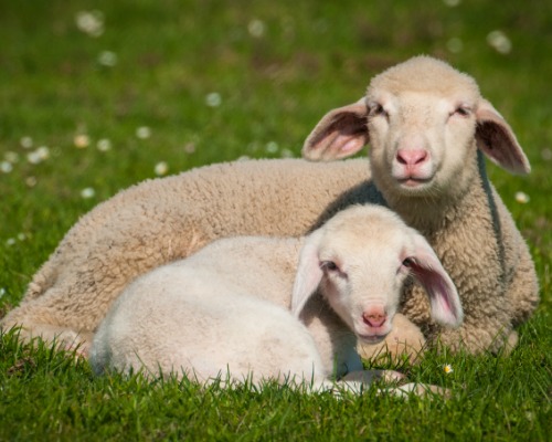 A Christian Response to Ebola and Fear - Ewe and lamb