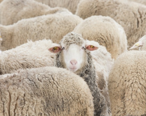 A Christian Response to Ebola and Fear - One sheep turning