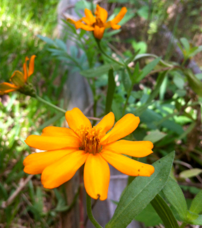 Orange flower- What happens when you don't pull weedsOrange flower- What happens when you don't pull weeds