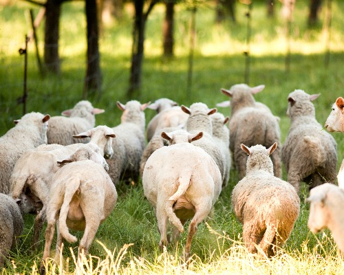 A Christian Response to Ebola and Fear - Sheep running away