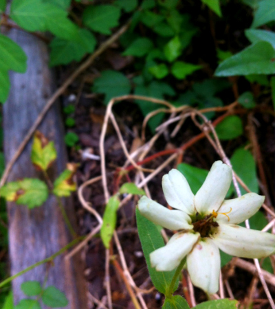 What happens when you don't pull weeds - white flower