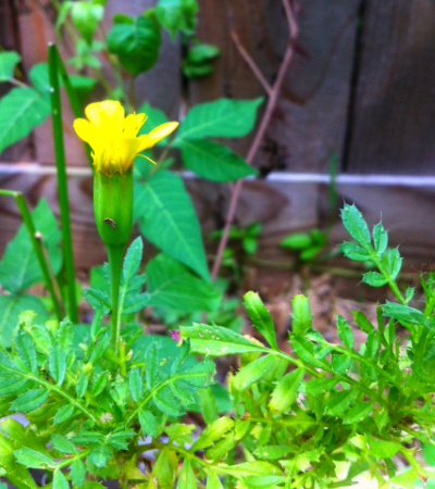 What happens when you don't pull weeds - yellow flower