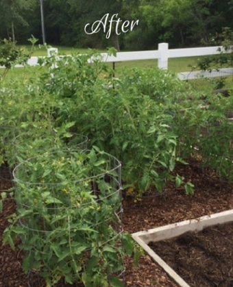 Accountability Report: An Update on My Garden & My Soul